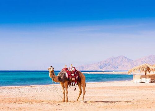 Hurghada Quad and Buggy Sea View, Camel at Sunrise